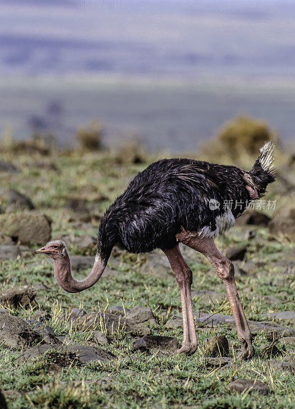 马赛鸵鸟(Struthio camelus massaiicus)，也被称为东非鸵鸟，是普通鸵鸟的一种红颈亚种，是东非特有的。肯尼亚马赛马拉国家保护区。男性。